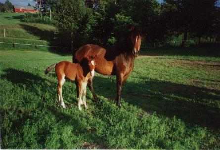 Willoway Stardust m/Meltvedt Tess