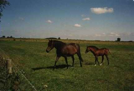 Sturtmoor Mayfair og f&oslash;llet Willoway Moonshine